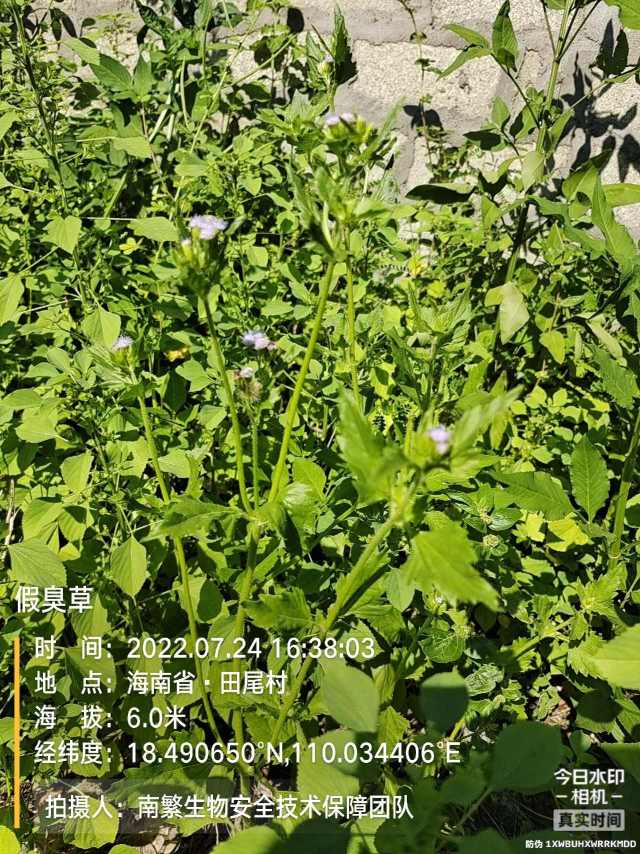 假臭草