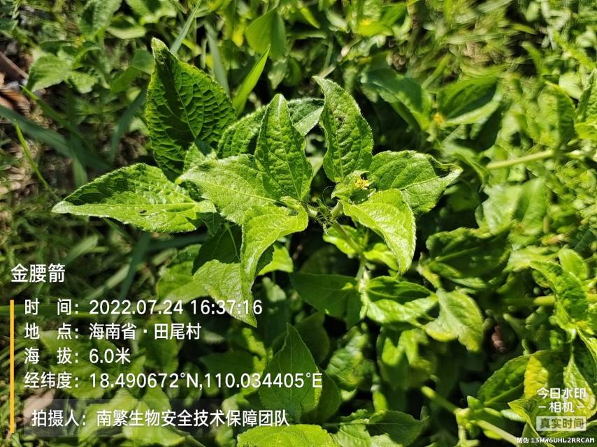 金腰箭