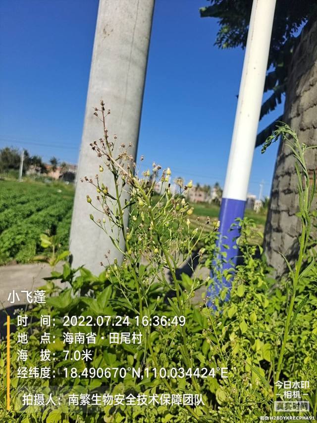 小飞蓬