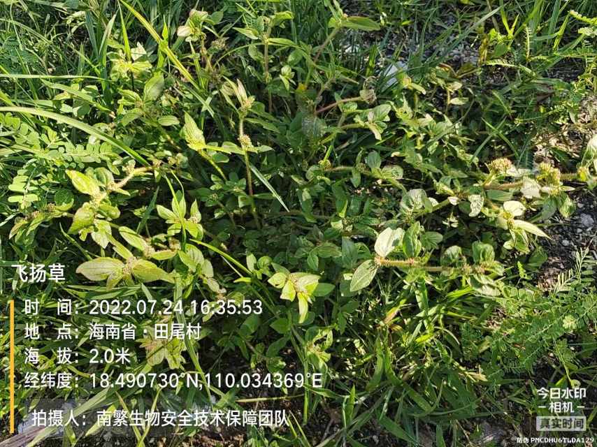飞扬草