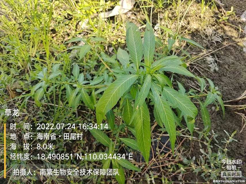 草龙