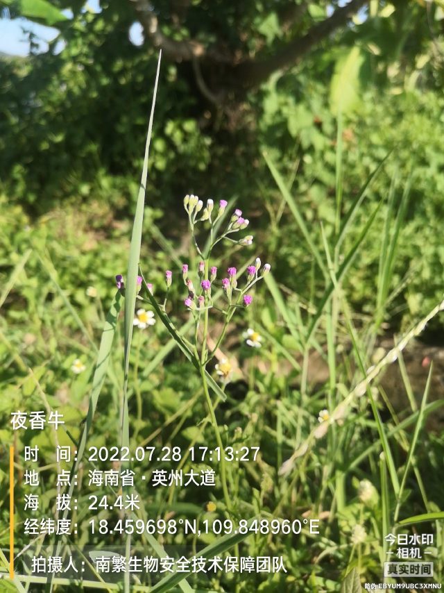 夜香牛