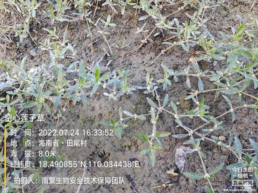 空心莲子草