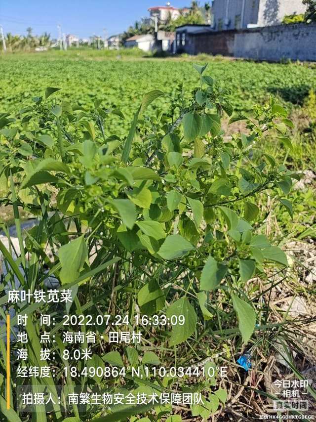 麻叶铁苋菜