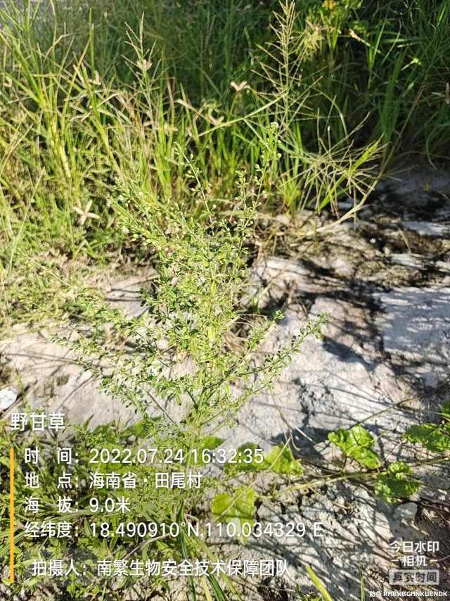 野甘草