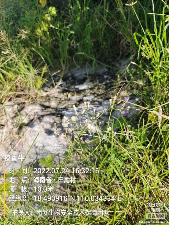 夜香牛