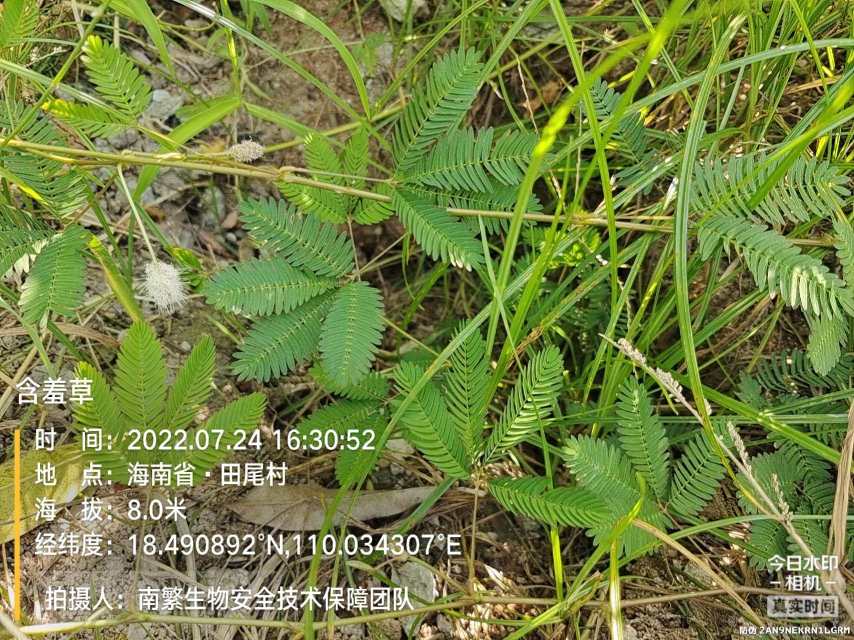 含羞草