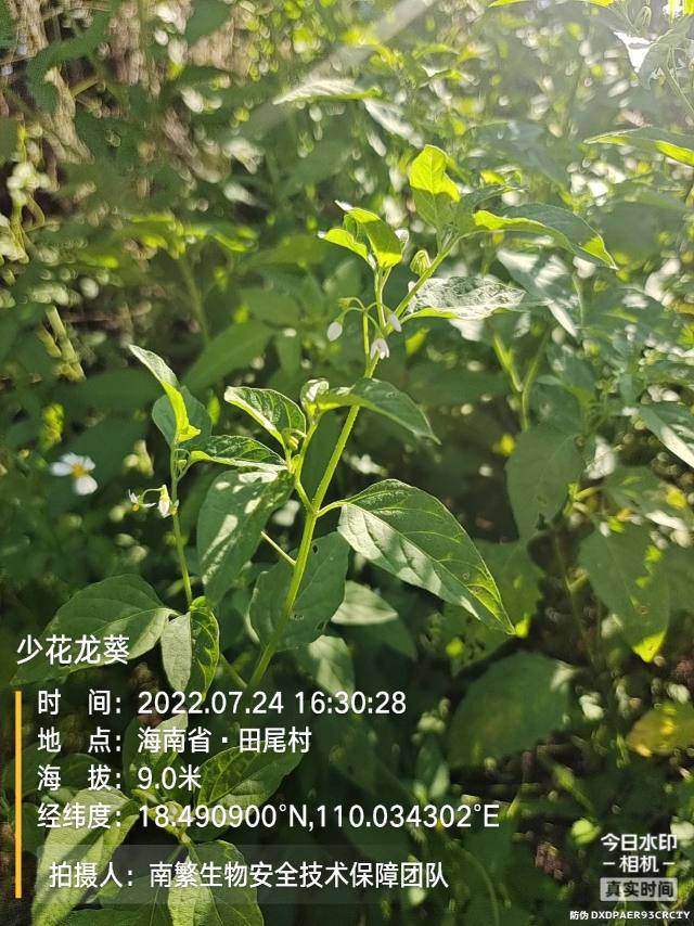 少花龙葵