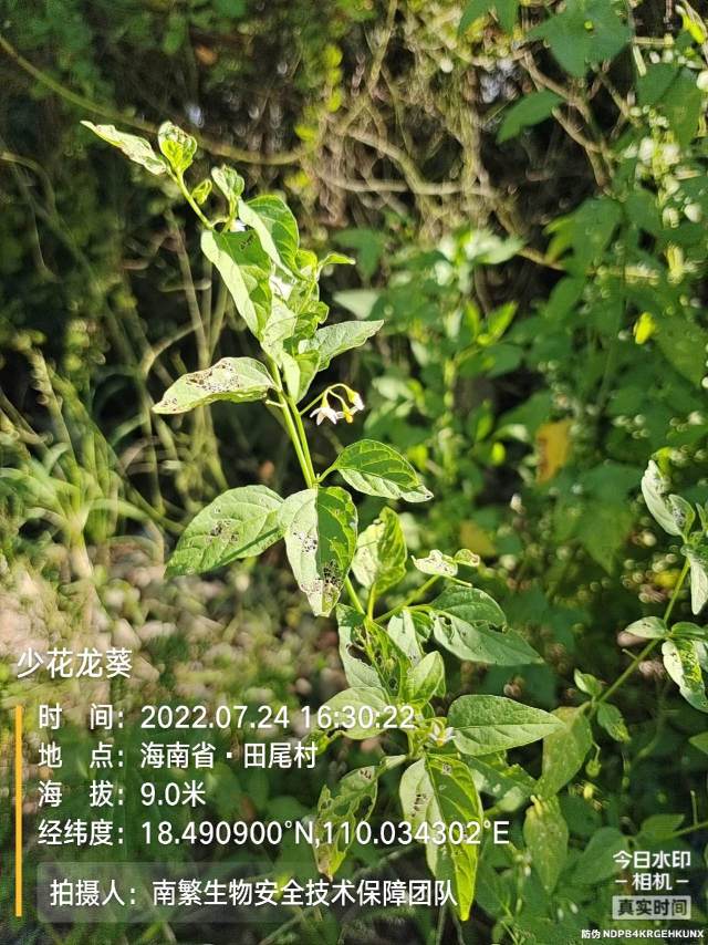 少花龙葵