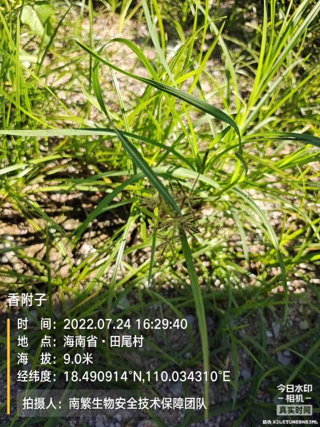香附子