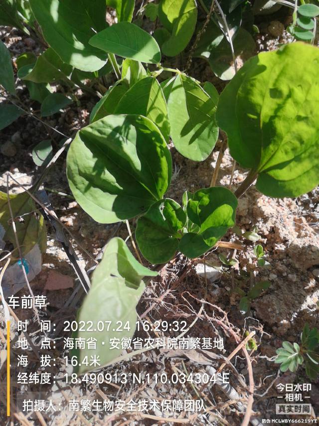 车前草
