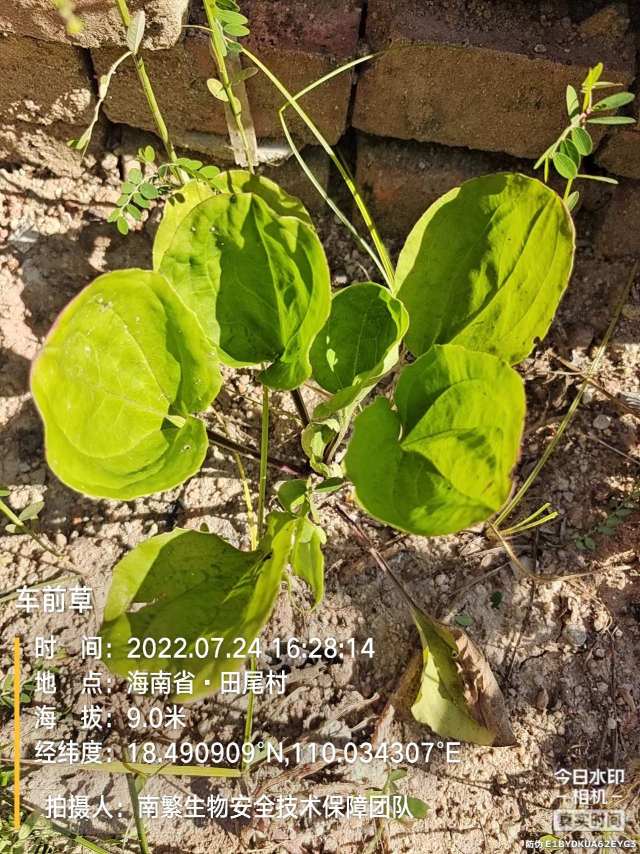 车前草