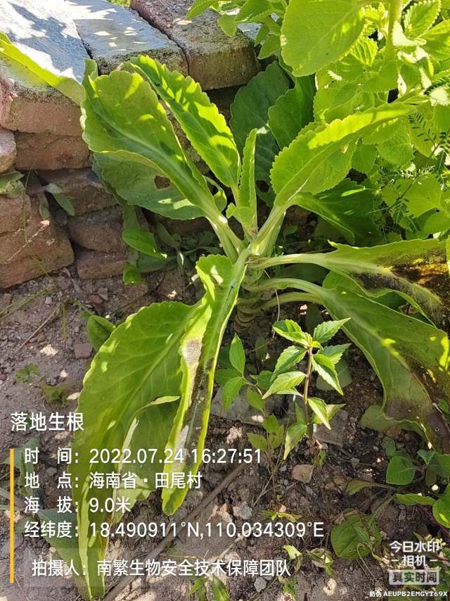 落地生根