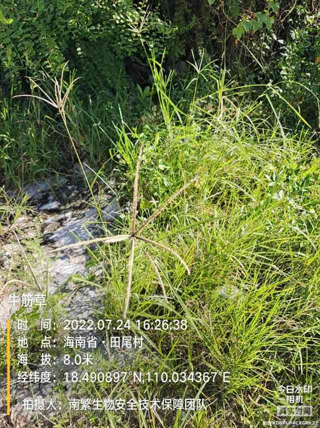 牛筋草