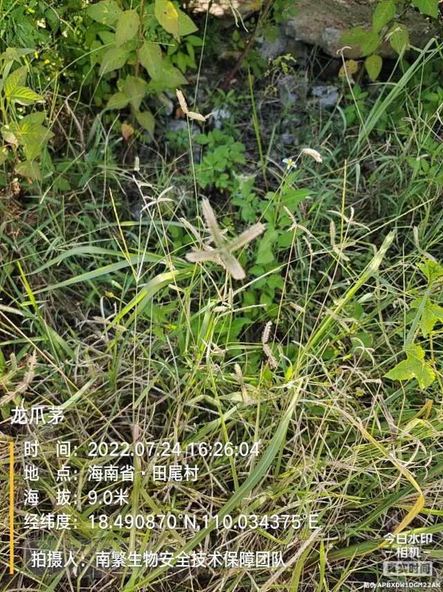 龙爪茅