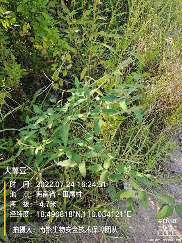 大翼豆