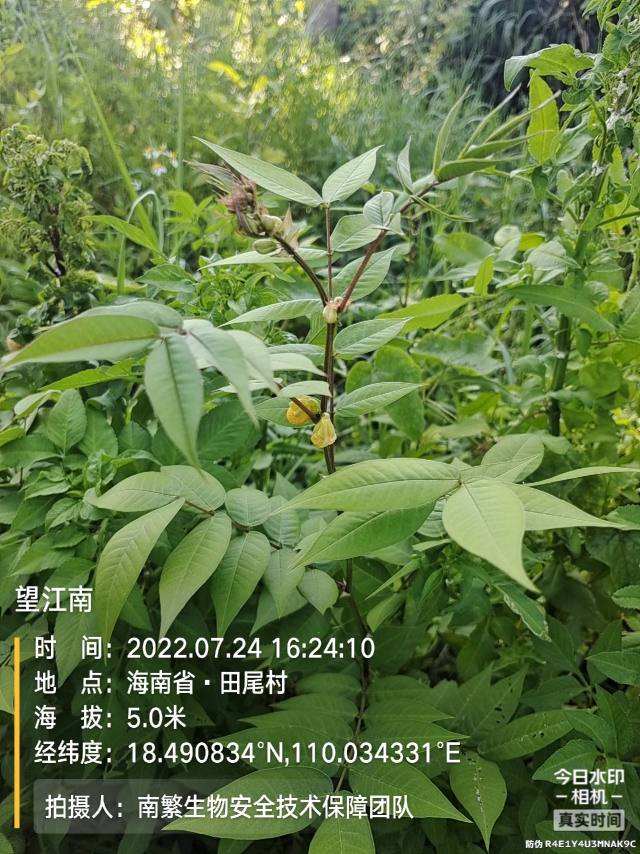 望江南
