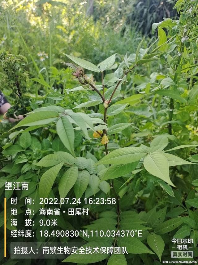 望江南