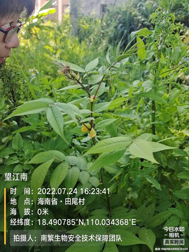 望江南