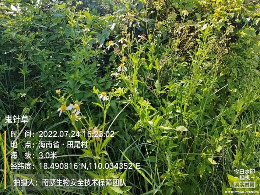 鬼针草