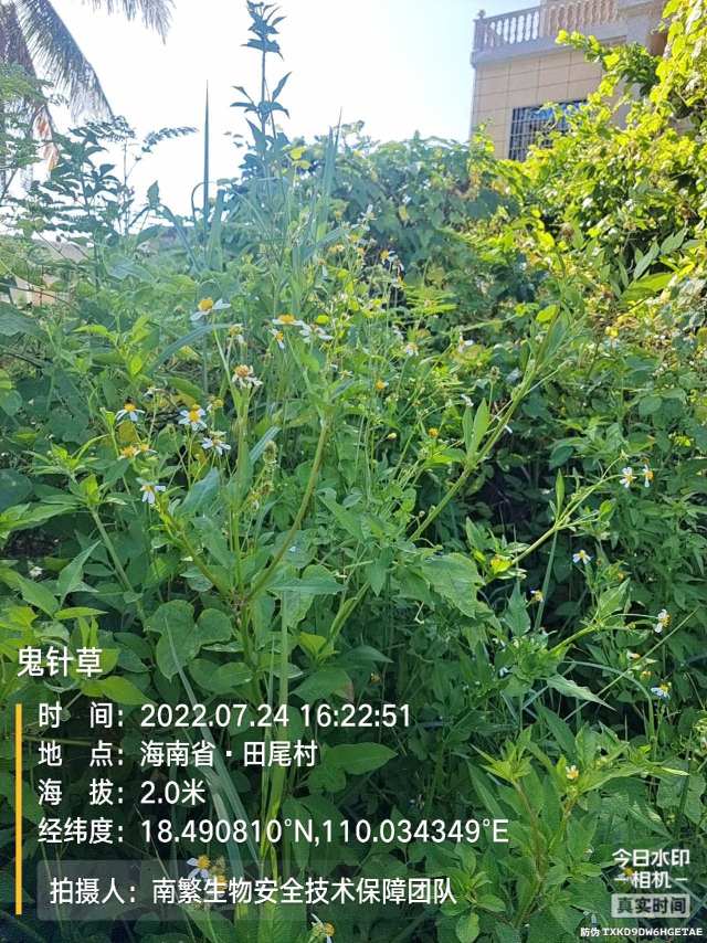 鬼针草