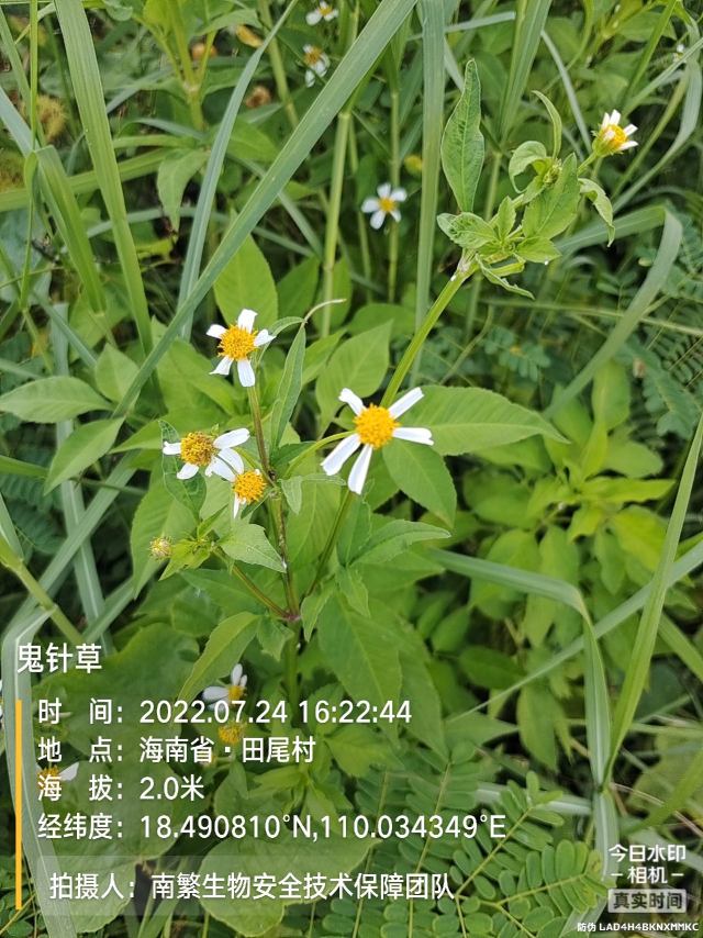 鬼针草