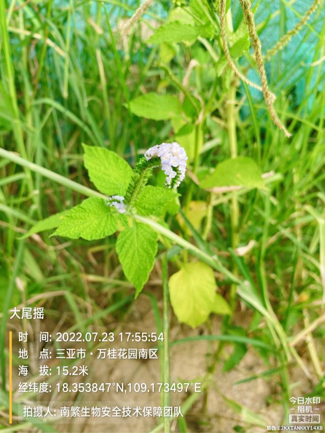 大尾摇
