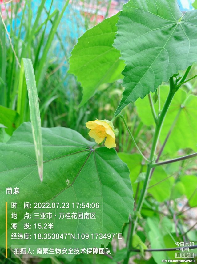 苘麻