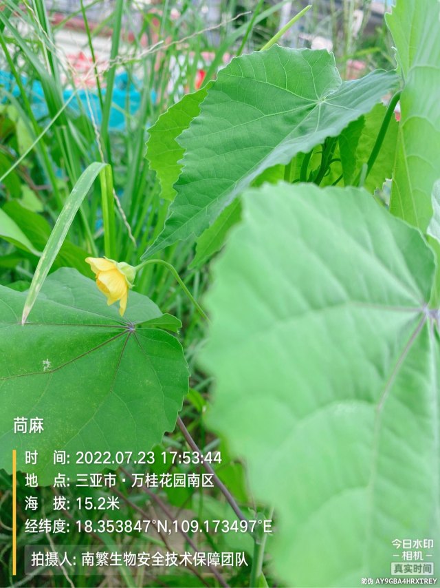 苘麻