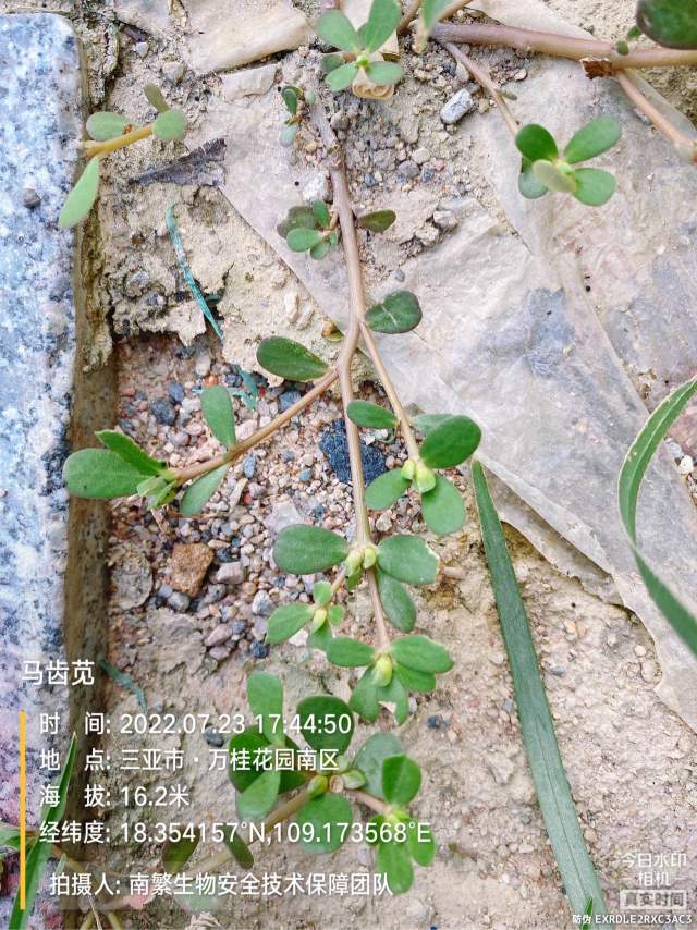马齿苋