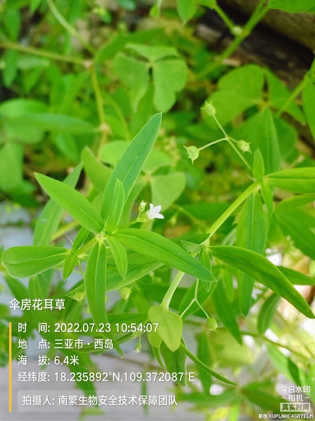 伞房花耳草