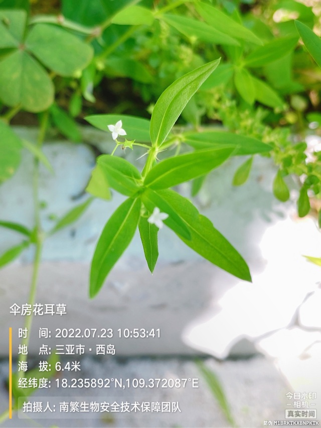 伞房花耳草