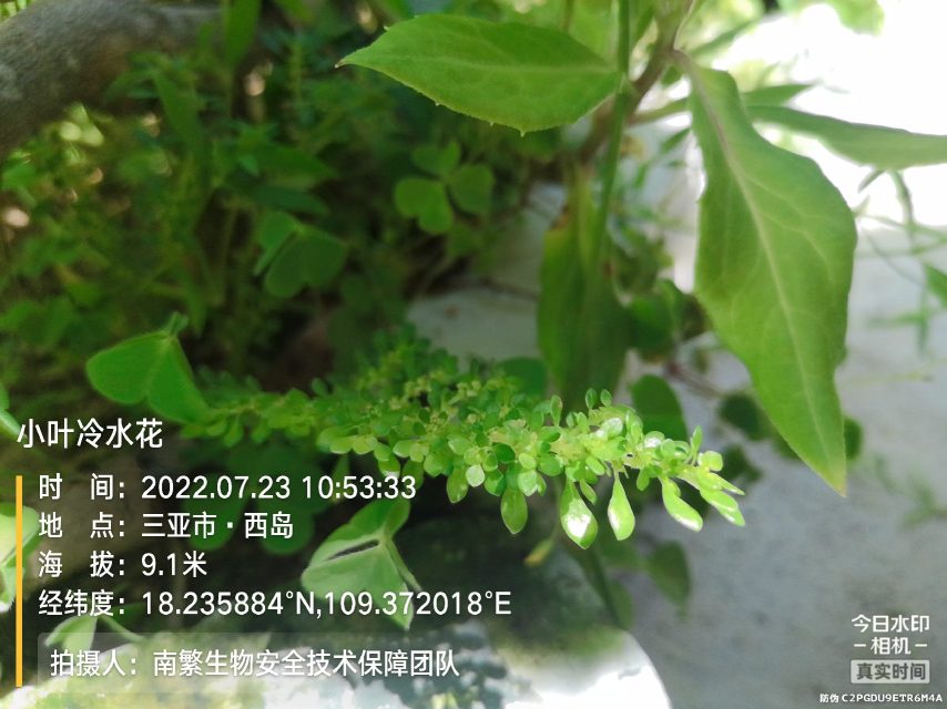 小叶冷水花