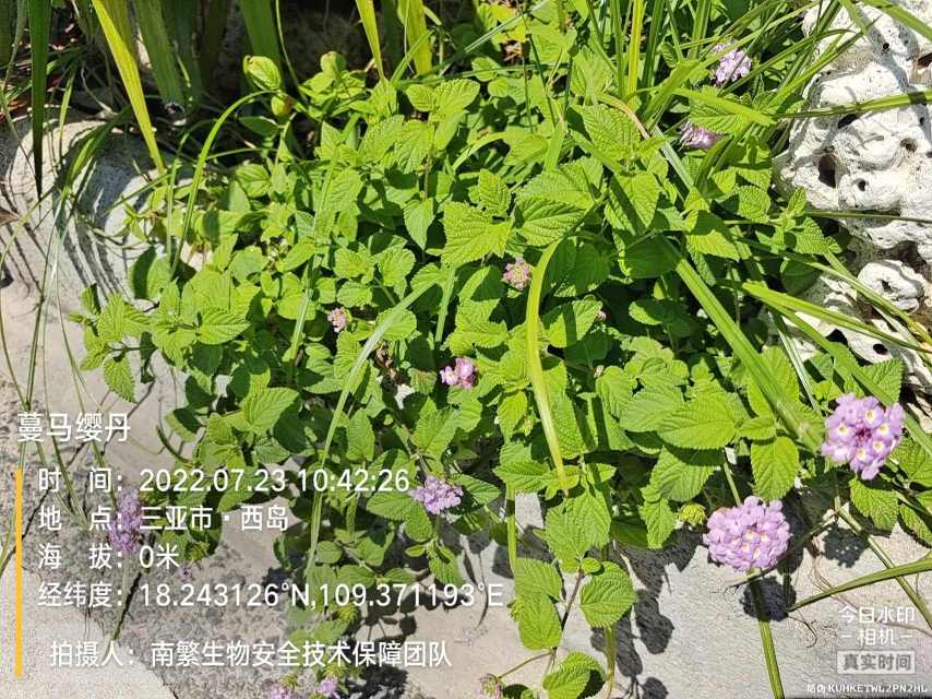 蔓马缨丹