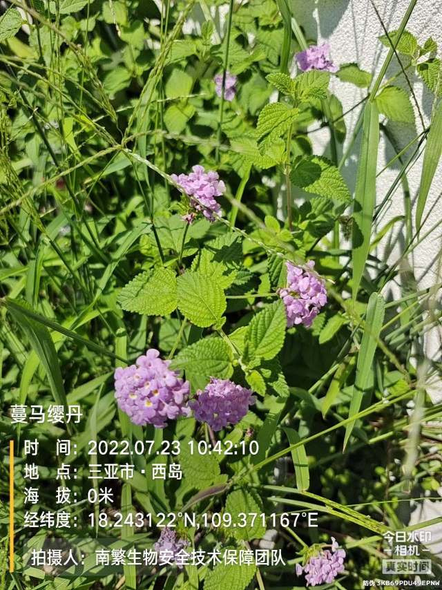 蔓马缨丹