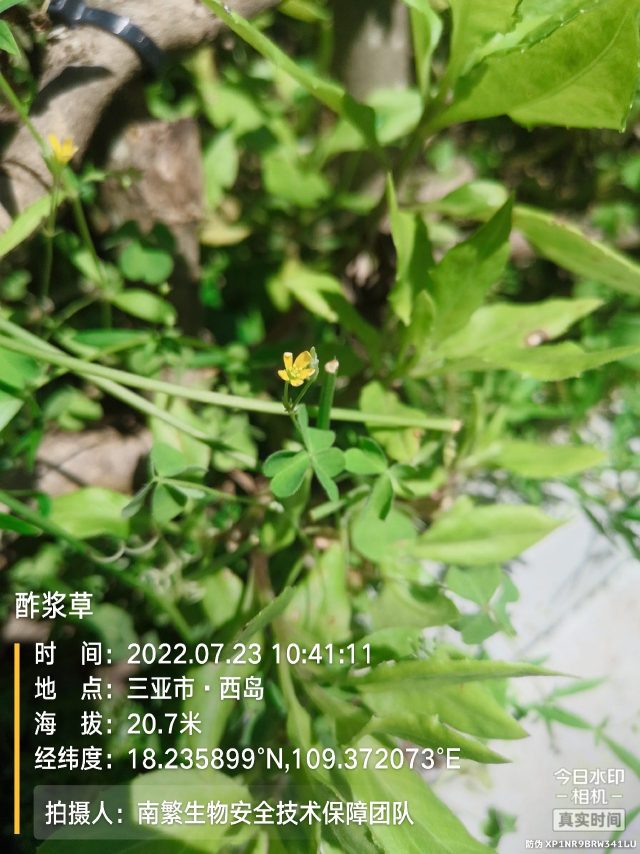 酢浆草