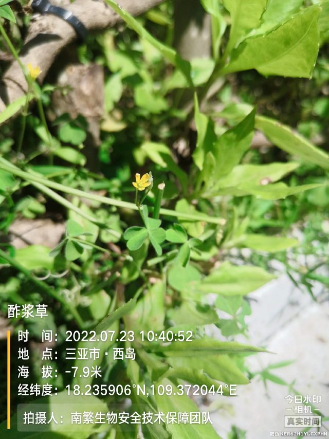 酢浆草