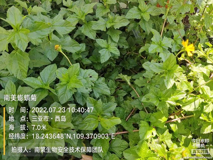 南美蟛蜞菊