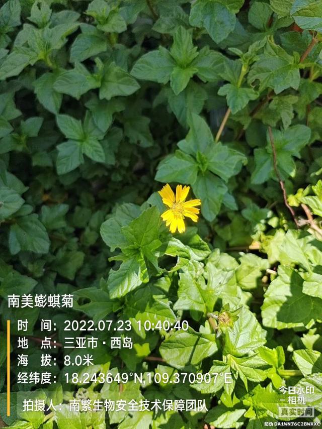 南美蟛蜞菊