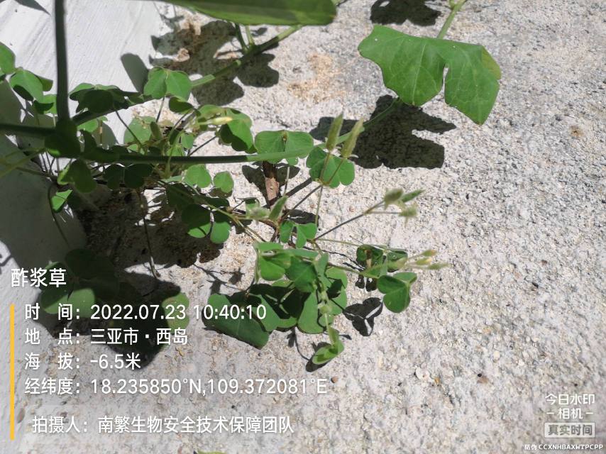 酢浆草