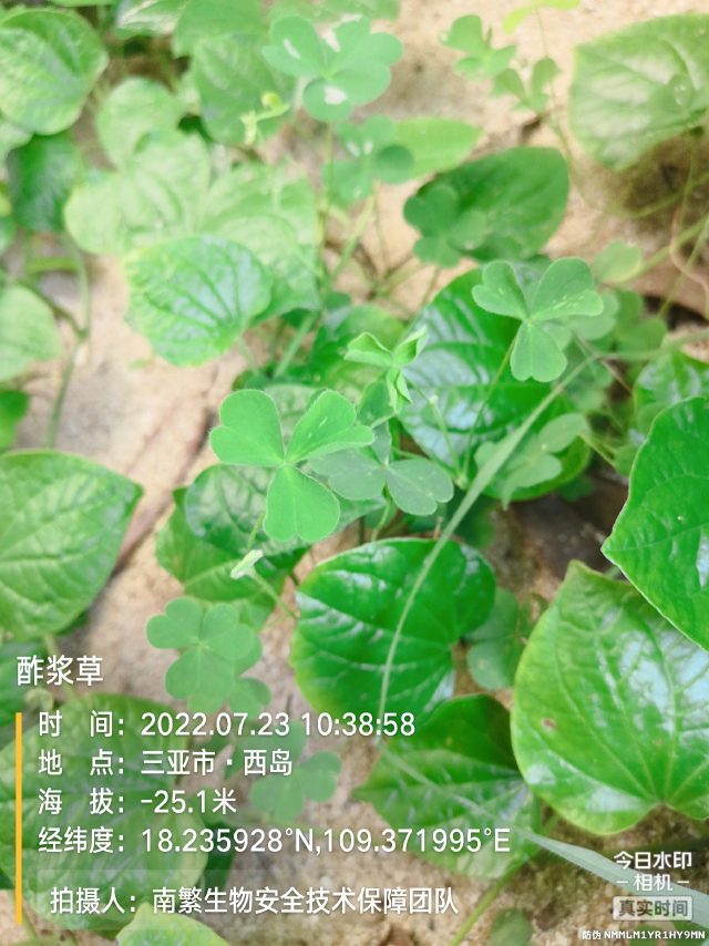 酢浆草