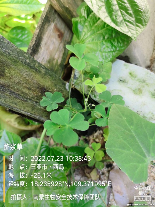 酢浆草