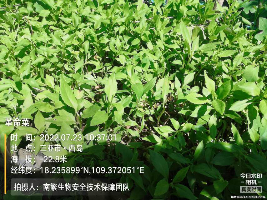 革命菜