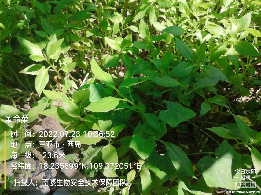 革命菜