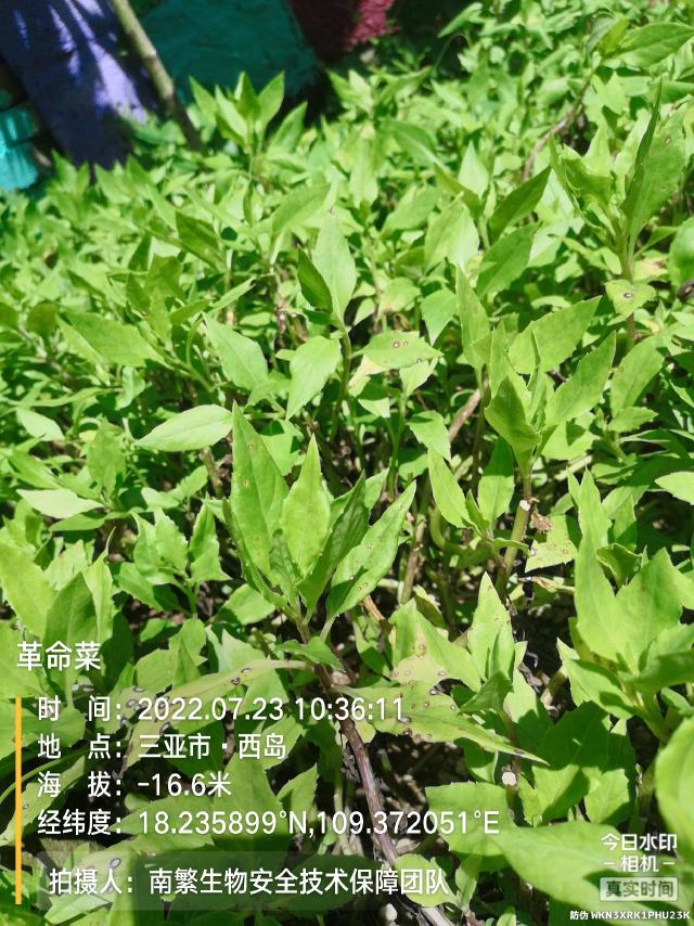 革命菜