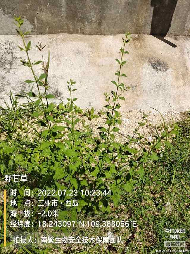 野甘草