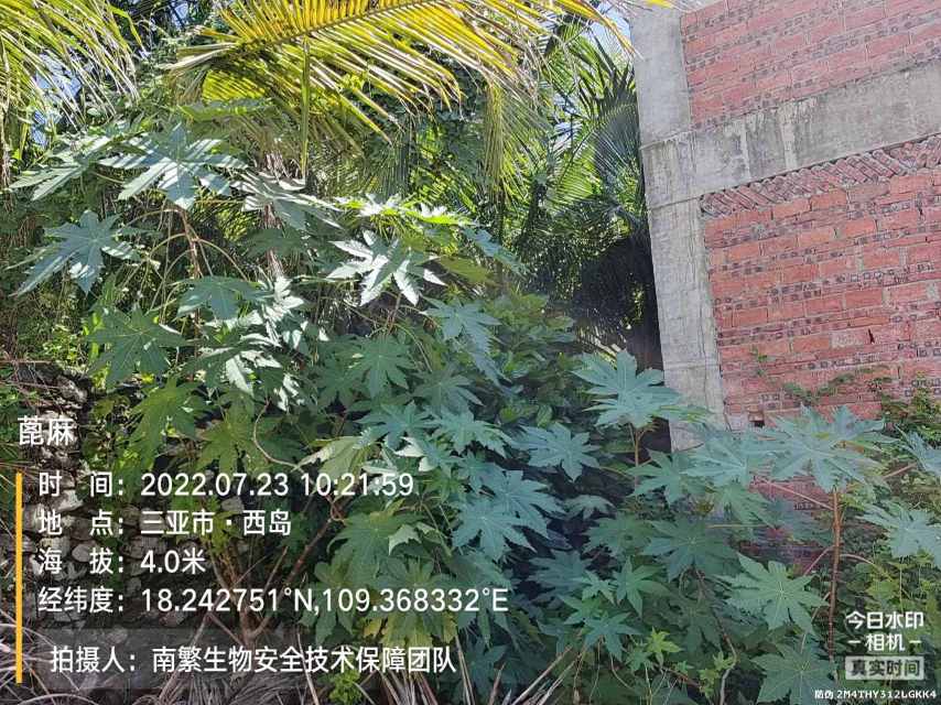 蓖麻
