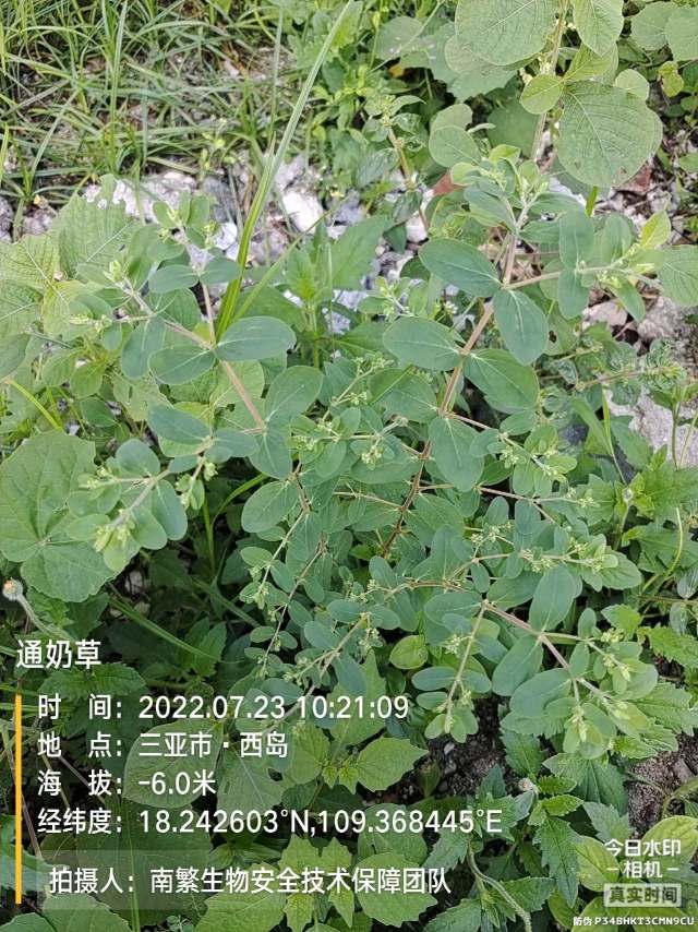 通奶草