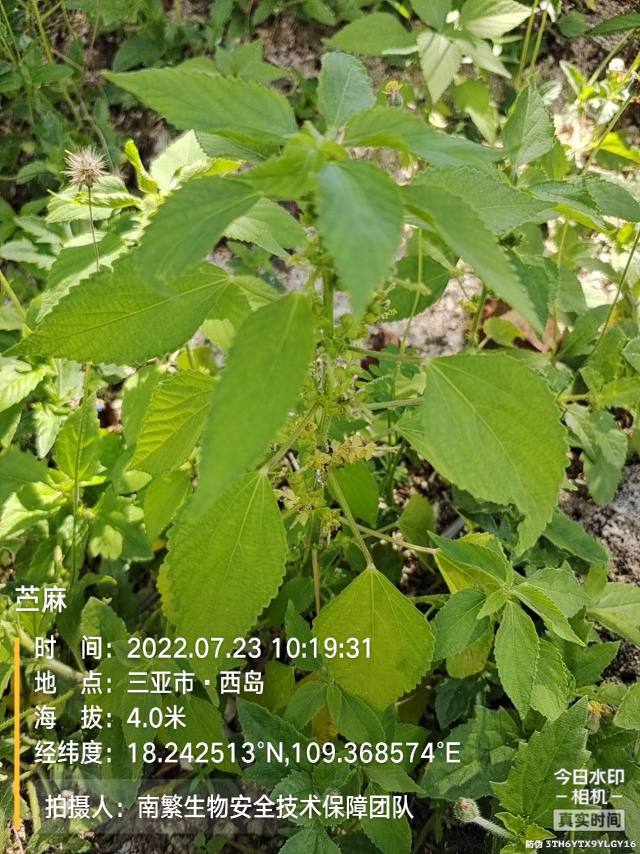 苎麻