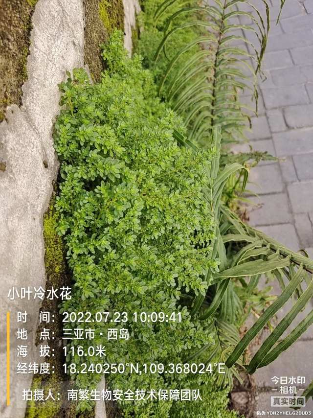 小叶冷水花
